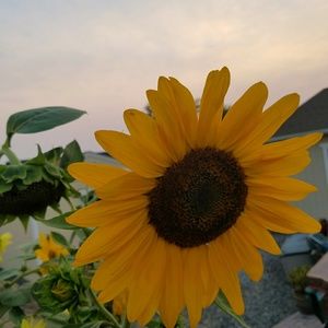 Meet your Posher, Peggy